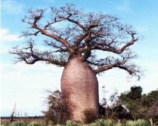 Adansonia digitata-Baobab