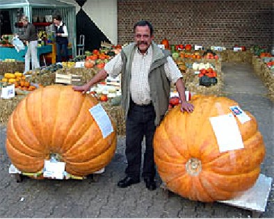 Olbrzymia dynia Amerykaska